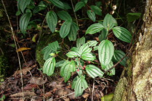 Teswat (mordiente vegetal) en la naturaleza