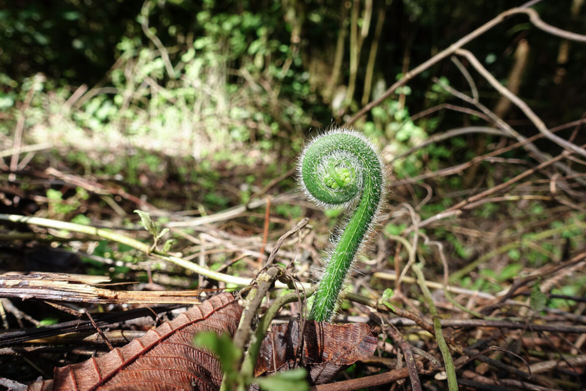 Vegetación en Hueyapan, Puebla